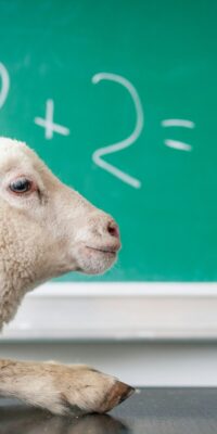 Dumm und noch dümmer