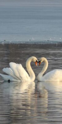 Von unschätzbarem Wert